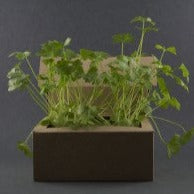 Atelier Carta Bianca, kit semi Garden on Your Desk