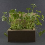 Atelier Carta Bianca, Garden on Your Desk seeds kit,